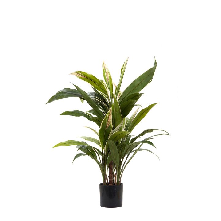 Cordyline Tree 80cm