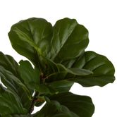 Fiddle Leaf Tree 1.33m