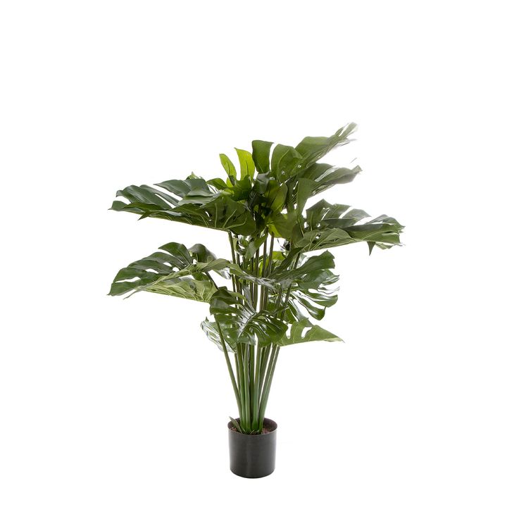 Monstera Split Philo 98cm