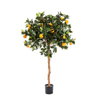 Golden Orange Tree 1.2m