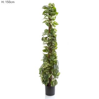 Pothos Vines on Coconut Pole 1.5m