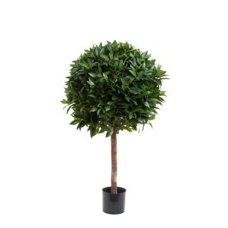 Laurel Ball Tree 1.1m