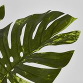 Variegated Real Touch Monstera 75cm