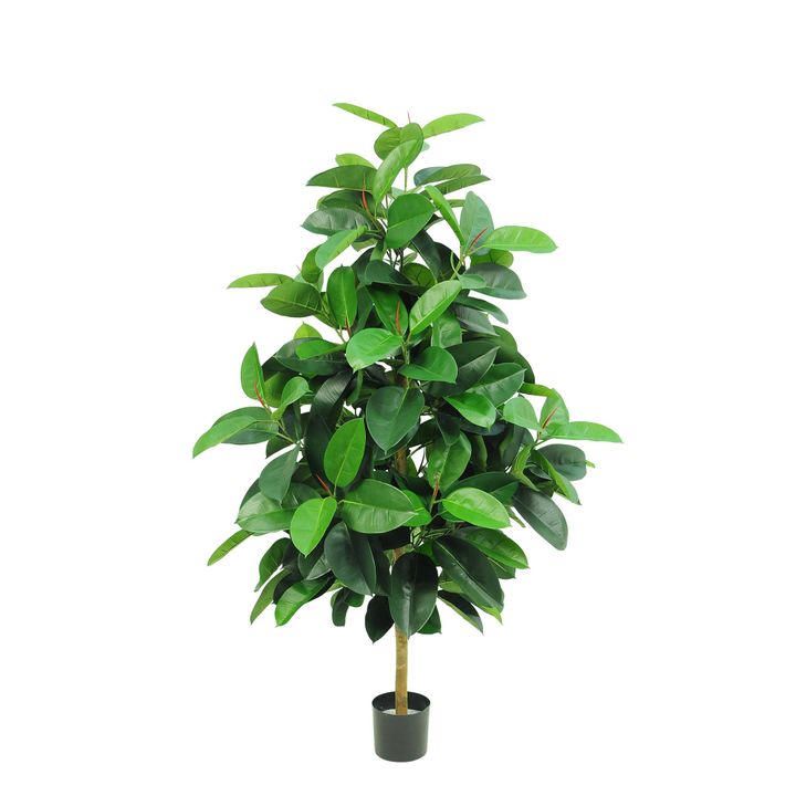 Rubber Plant Tree 1.7m