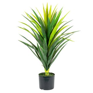 Yucca Plant in Pot 86cm