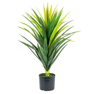 Yucca Plant in Pot 86cm