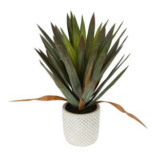 Yucca Gloriosa In Cement Pot