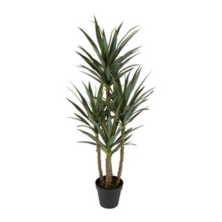 Yucca 5 Branch in Black Pot