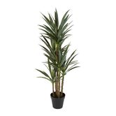 Yucca 5 Branch in Black Pot