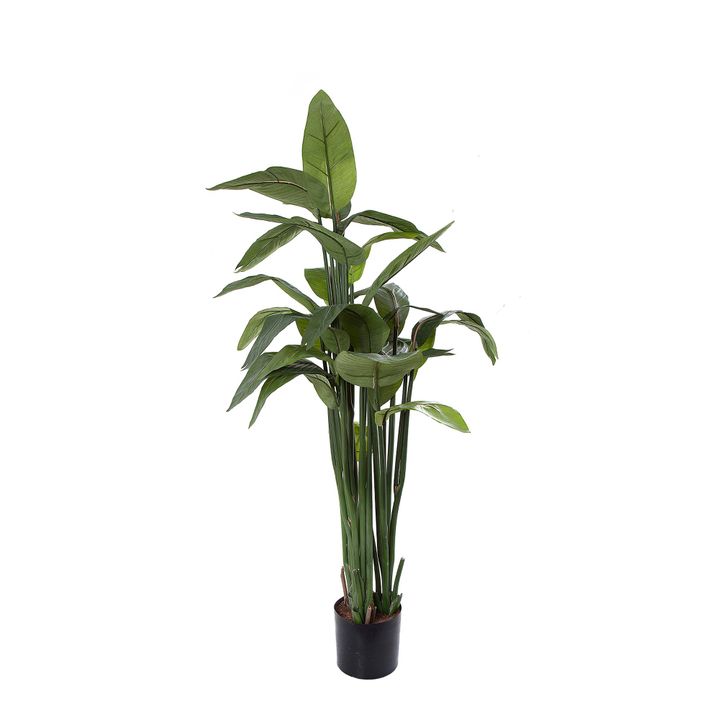 Strelitzia in Pot 1.35m