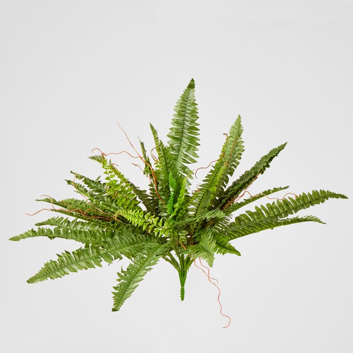 Boston Fern Bush x 4 48Lvs