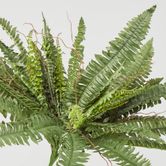 Boston Fern Bush x 4 48Lvs