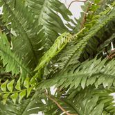 Boston Fern Bush x 4 48Lvs