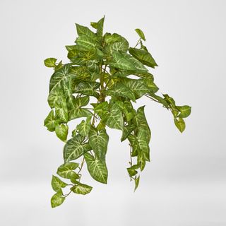 Hanging Green Syngonium Bush vine x 9