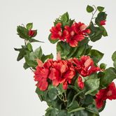 Red Hibiscus Hanging Bush with 10 flowers