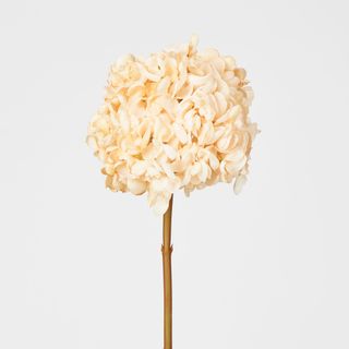 Dried Cream Hydrangea