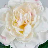 Single Peony with 4 Leaves White Pink 66CM