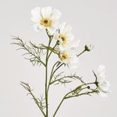 Cosmos Spray 64CM White