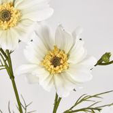 Cosmos Spray 64CM White