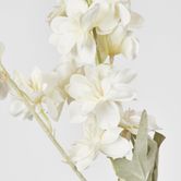 White Delphinium