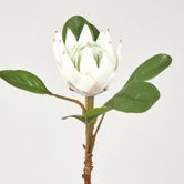 52cm White Protea Stem