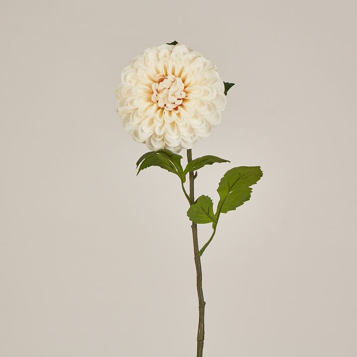 Single Ball Dahlia 74CM Cream