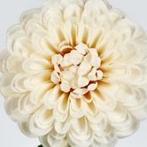 Single Ball Dahlia 74CM Cream