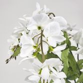 Wisteria Bush 81CM White