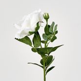 Colin Rose Set of Two 64CM White