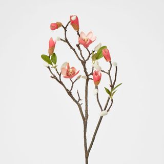 Magnolia Bud Branch