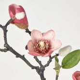 Magnolia Bud Branch