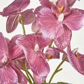 Fuchisa Pink Phalaenopsis Orchid Bouquet x 4 8 Flowers