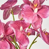 Fuchisa Pink Phalaenopsis Orchid Bouquet x 4 8 Flowers