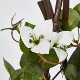 61cm Climbing White Bougainvillea in Pot