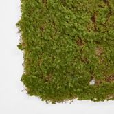 Moss Mat 50*50cm