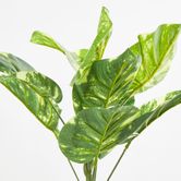 Golden Pothos Leaf Bush