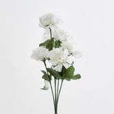 Carnation Bush Sold in Box Qty Only