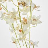 White Dendrobium Spray