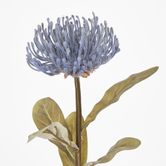 Blue Leucospermum