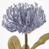 Blue Leucospermum