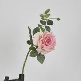 Pink Short Stem Queen Rose