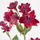 Burgundy Astrantia 14 Flowers (Masterwort)