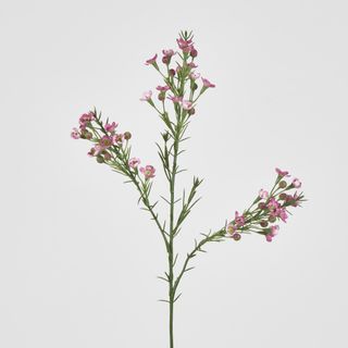 Wax Flower Dark Pink 64CM