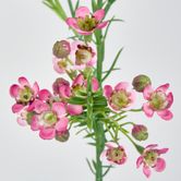 Wax Flower Dark Pink 64CM