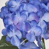 Single Hydrangea with 2 Leaves Blue 62CM