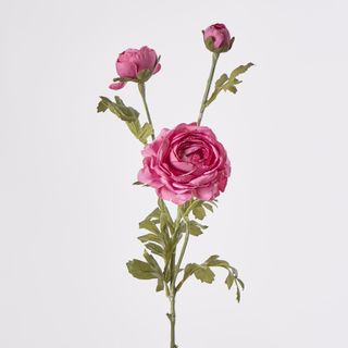 Ranunculus Spray Dark Pink