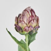 Single Artichoke Burgundy 58CM