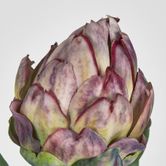 Single Artichoke Burgundy 58CM