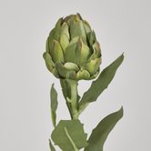 Single Artichoke Green 58CM