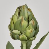 Single Artichoke Green 58CM